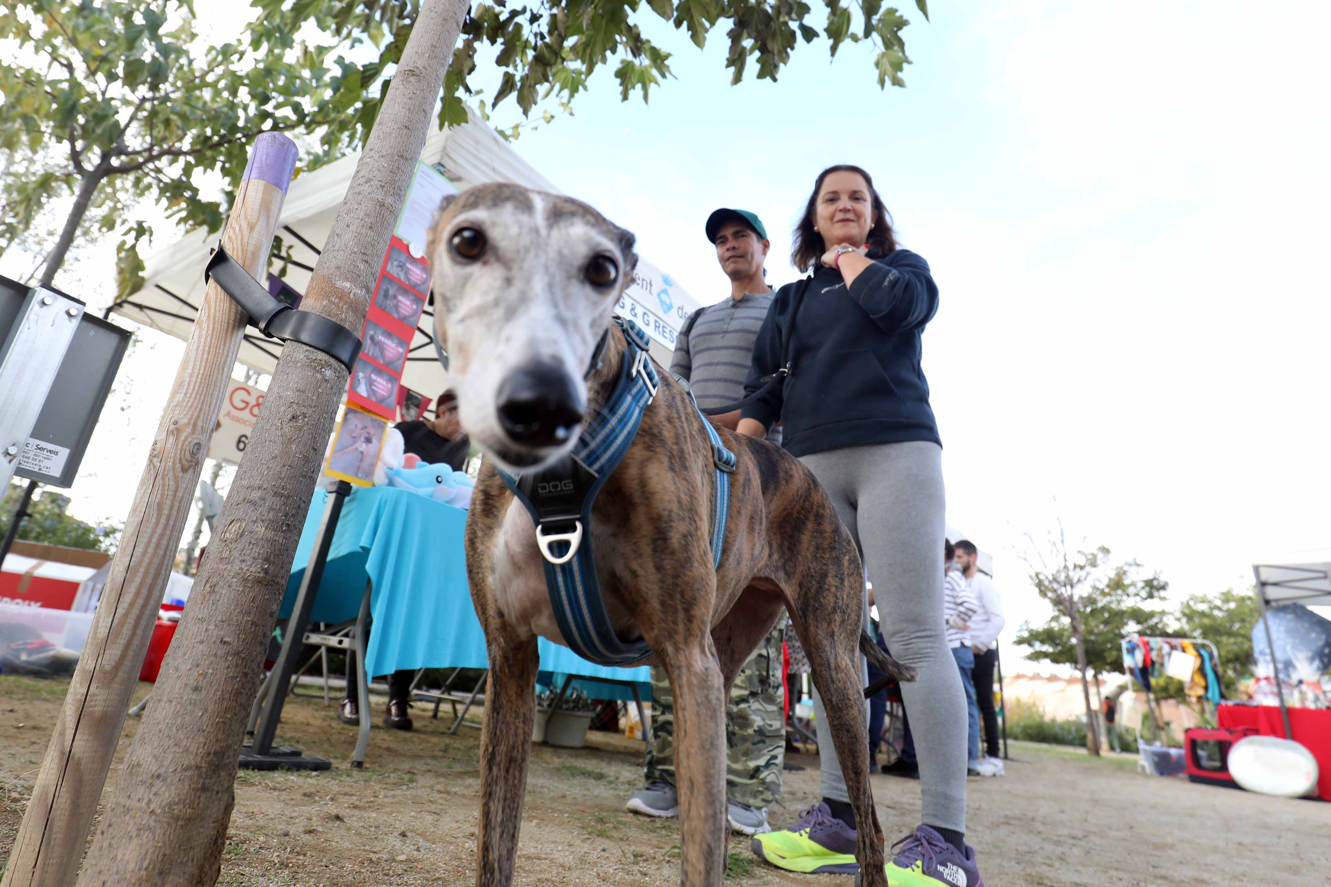 Foto de la primera Fira Animalista
