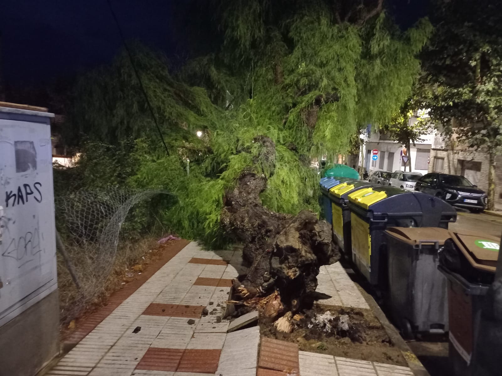 Arbre tombat per les tempestes a l'av. Joan Maragall.