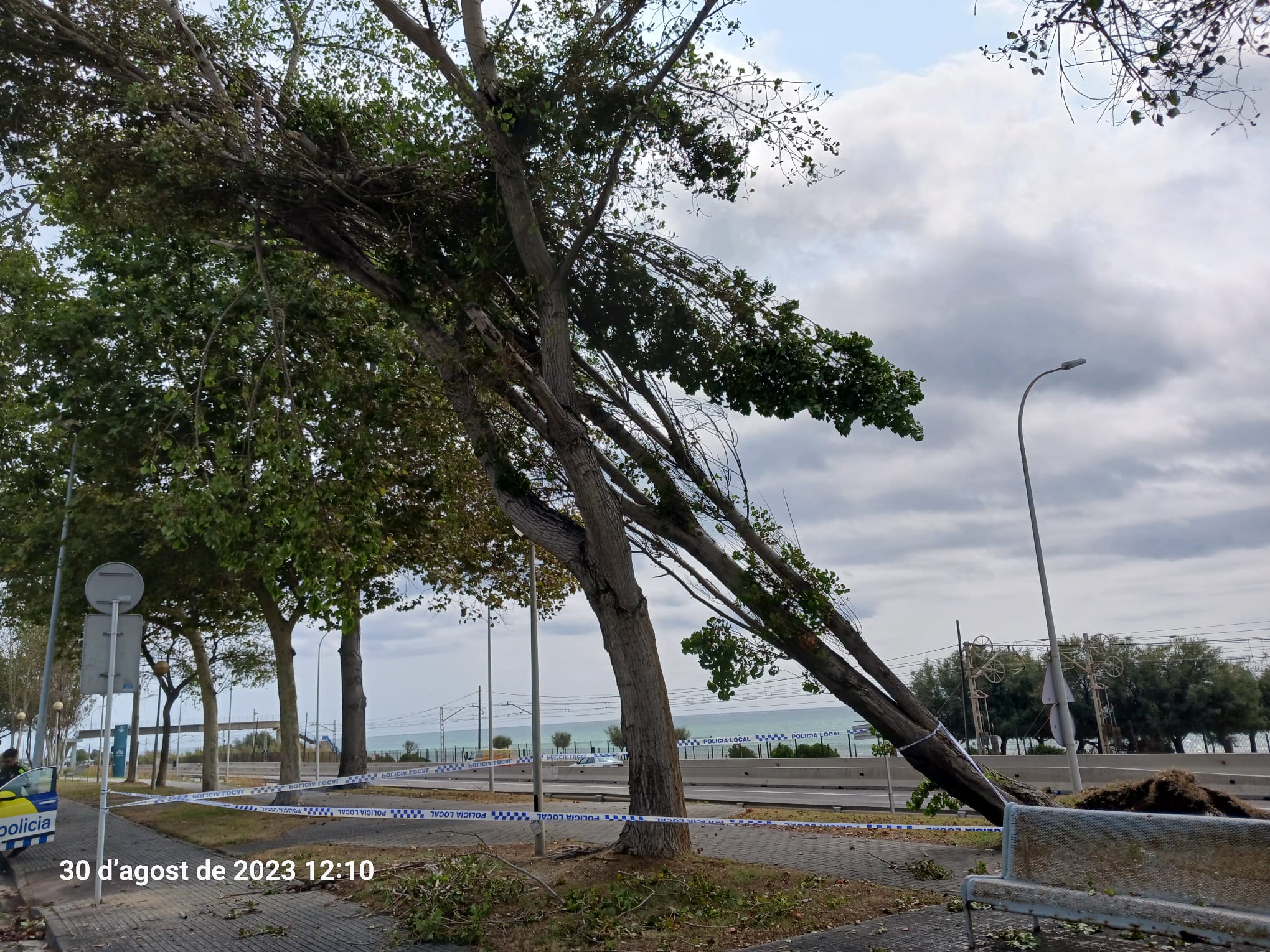 Arbre tombat per les tempestes als Jardins de la Nimfa.