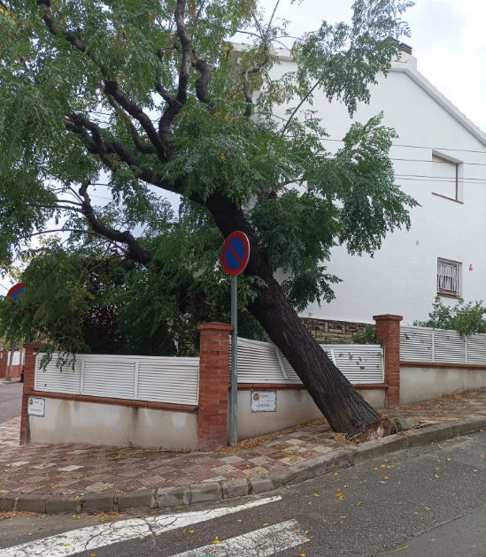 Les tempestes del cap de setmana fan caure quatre arbres, sense causar danys significatius