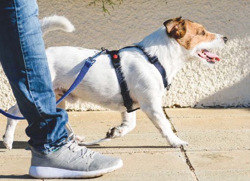 La nova llei de benestar animal és a punt d'entrar en vigor 