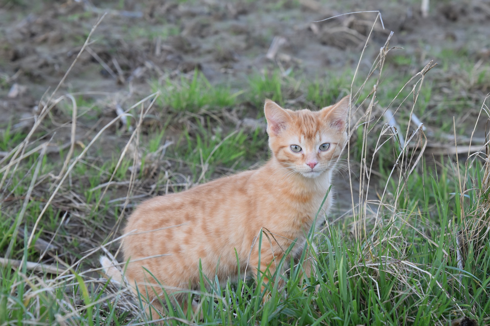 Imatge de recurs d'un gat petit. Imatge de JACLOU-DL extreta de Pixabay.